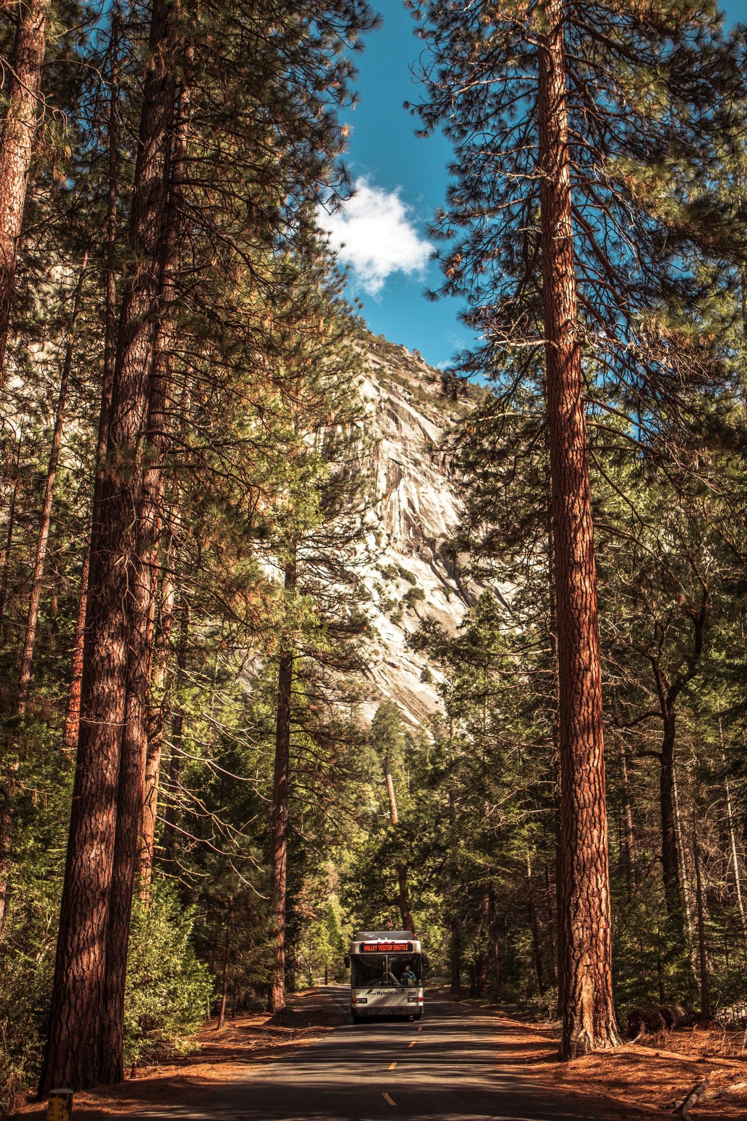 A vehicle drives down a road surrounded by tall pine trees, with a rocky mountain and blue sky in the background.