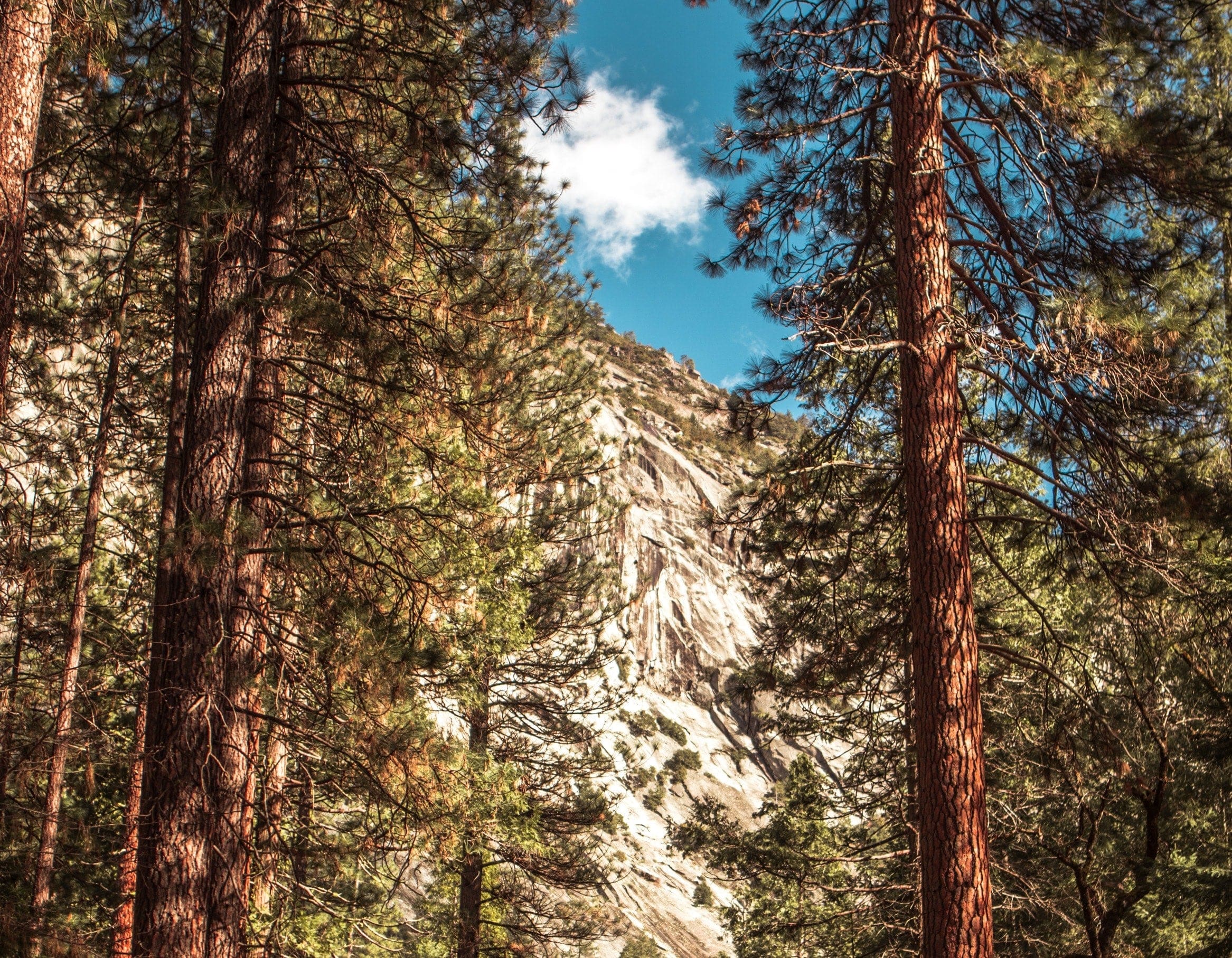 Tall pine trees frame a view of a rocky mountain peak under a blue sky with a few clouds, creating a scenic forest landscape.