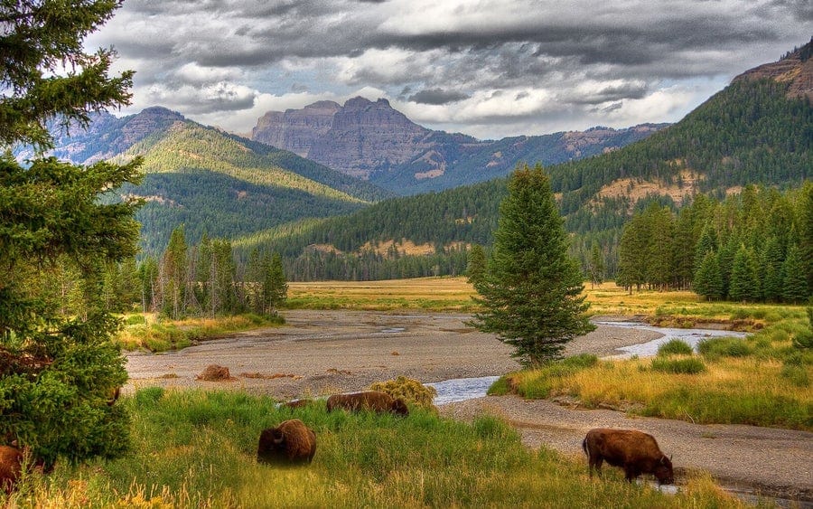 A scenic landscape with grazing bison in a grassy meadow, a winding stream, pine trees, forested hills, and rugged mountains in the distance under a cloudy sky.